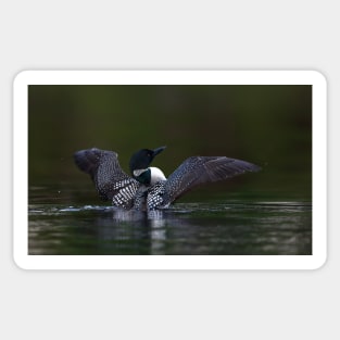 Common loon - Wilson Lake Sticker